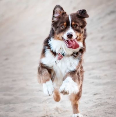 Dog with its tongue out leaping on a beach